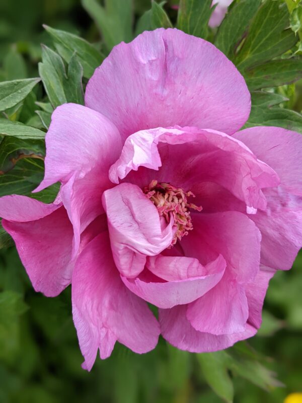 peony-pioen-paeonia-first-arrival