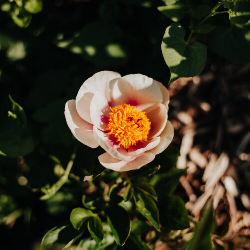 peony-paeonia-pioen-folk-art