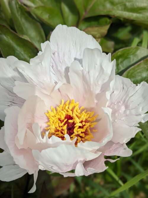 pioen-paeonia-pioen-garden-peace