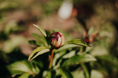 paeonia-pioen-peony-hot-chocolate