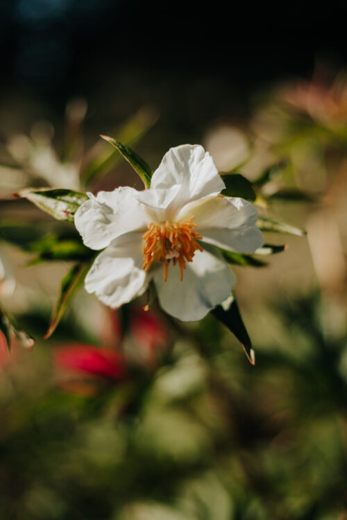 peony-paeonia-pioen-late-windflower