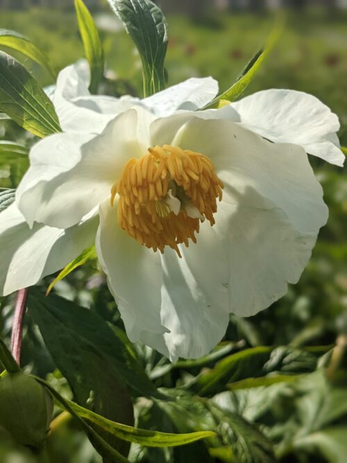 peony-pioen-paeonia-early-windflower