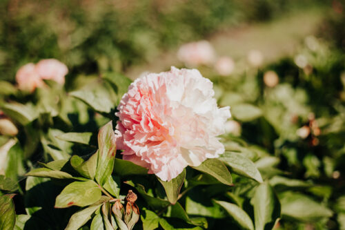 peony-paeonia-pioen-lois-choice
