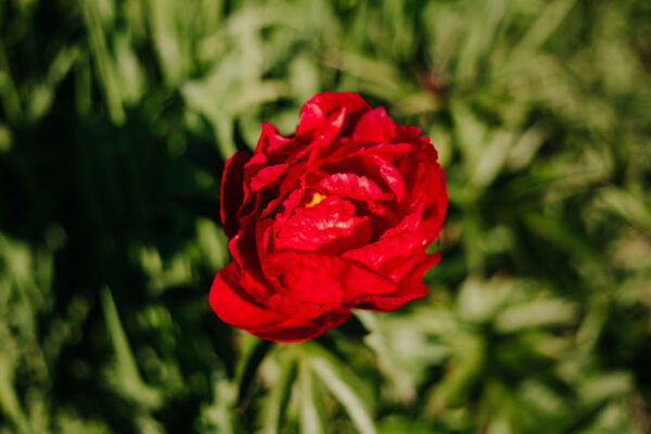 paeonia-pioen-peony-mahogany-kopen