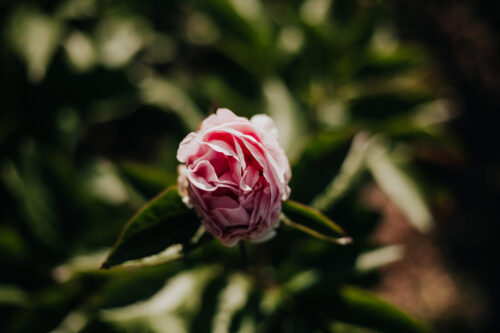 peony-paeonia-pioen-manitowoc-maiden