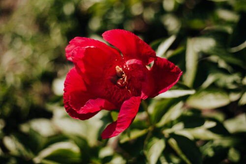 peony-paeonia-pioen-nikolai-vavilov