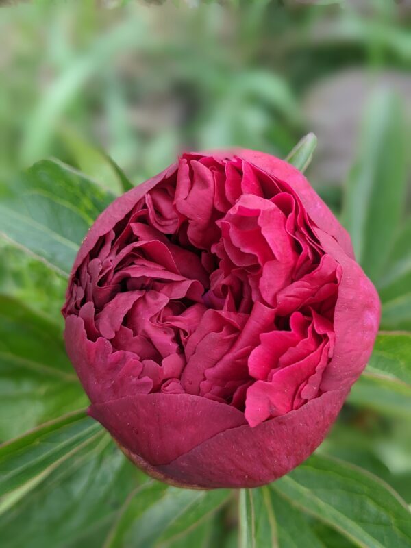 peony-pioen-paeonia-delaware-chief