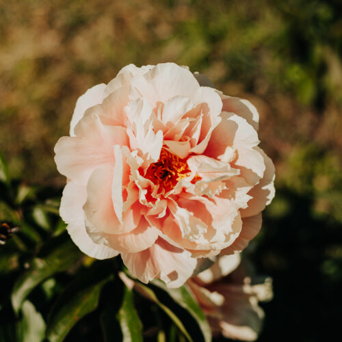 peony-paeonia-pioen-pastelorama