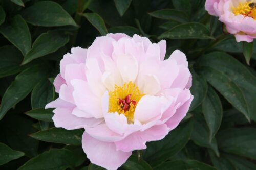 peony-paeonia-pioen-pink-delight