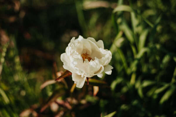 pioen-paeonia-pioen-prairie-moon