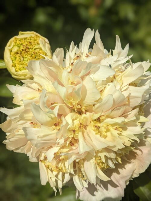 paeonia-peony-pioen-quitzin-kopen