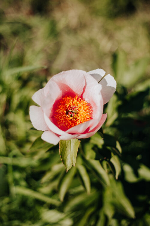 peony-pioen-soft-salmon-saucer