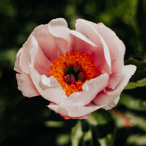 peony-pioen-soft-salmon-saucer