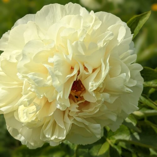 peony-pioen-paeonia-sunny-boy