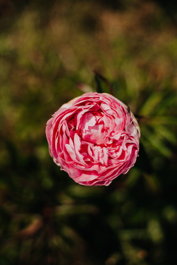 paeonia-peony-pioen-the-fawn
