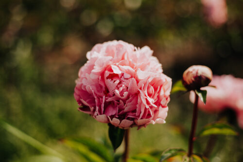 paeonia-peony-pioen-the-fawn