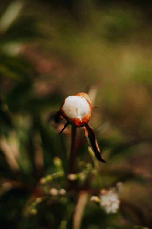 paeonia-peony-pioen-white-sands