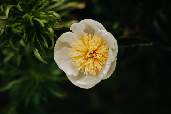 paeonia-peony-pioen-white-sands