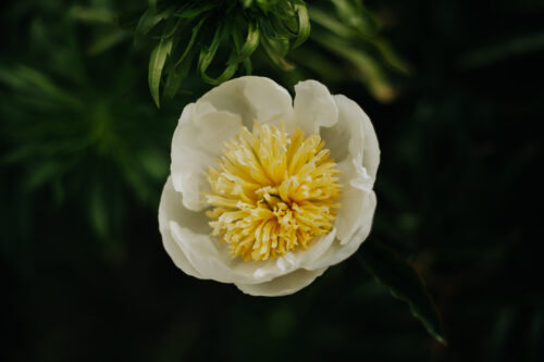 paeonia-peony-pioen-white-sands