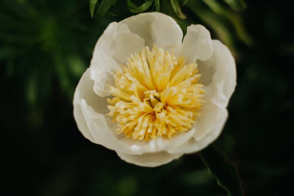 Peony White Sands Lent Slowflowers bio bloemenveld
