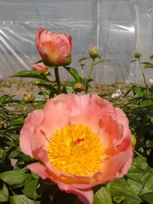 peony-paeonia-pioen-coral-scout