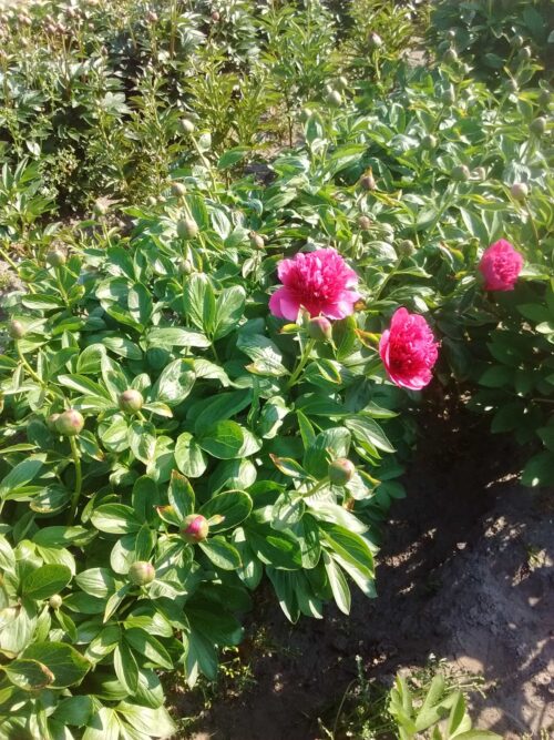 peony-paeonia-pioen-dark-promise