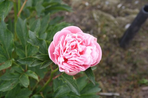 peony-paeonia-pioen-etched-salmon