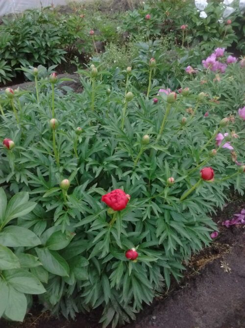 paeonia-pioen-peony-husker-scarlet