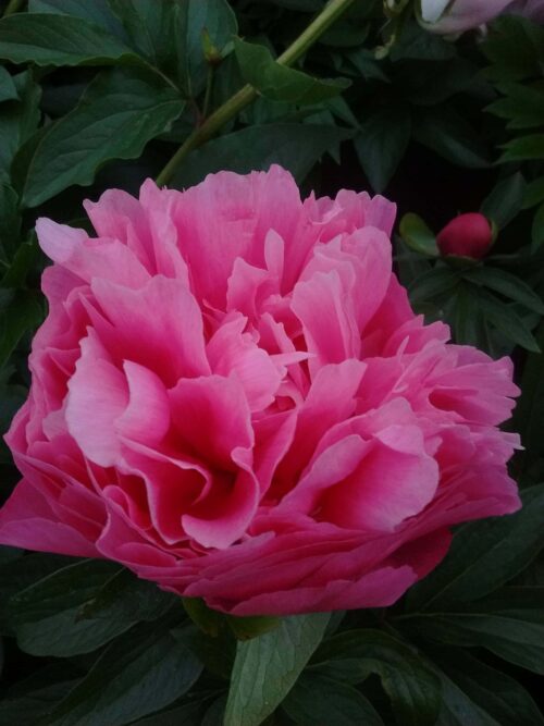 peony-paeonia-pioen-joker