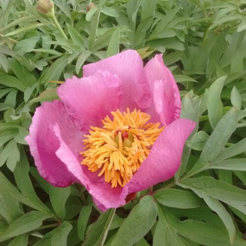 peony-paeonia-pioen-lavender-baby