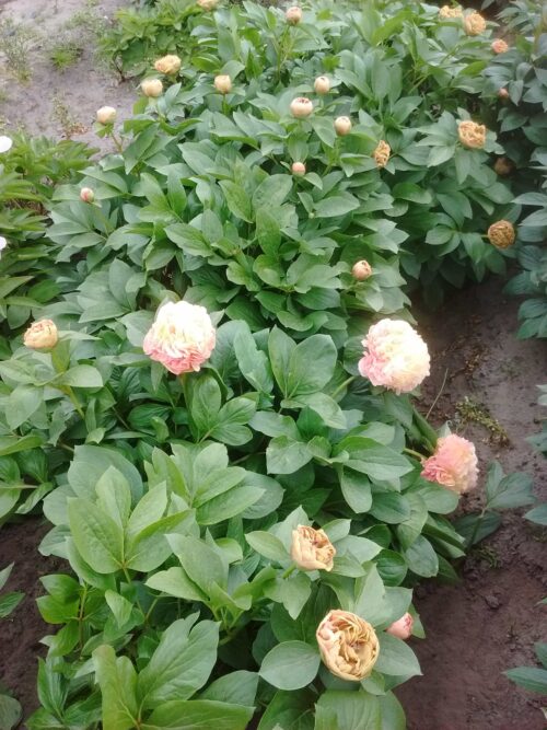 peony-paeonia-pioen-lois-choice