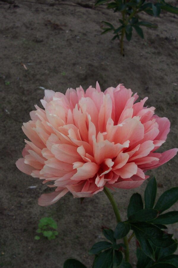 peony-paeonia-pioen-lorelei