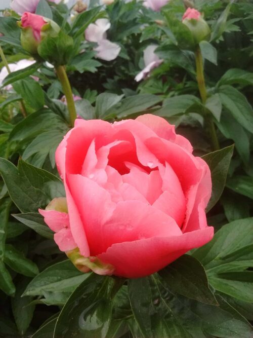 peony-paeonia-pioen-lovely-rose