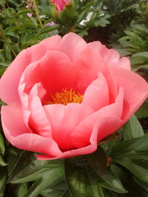 peony-paeonia-pioen-lovely-rose