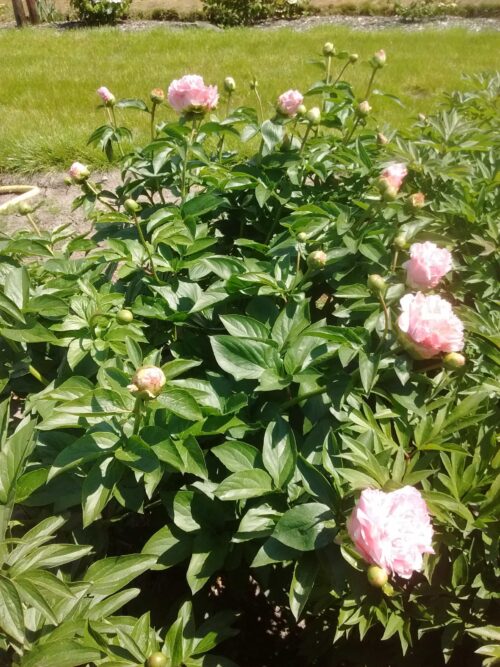 peony-paeonia-pioen-manitowoc-maiden