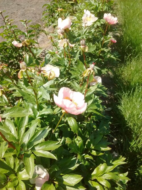 peony-paeonia-pioen-roselette
