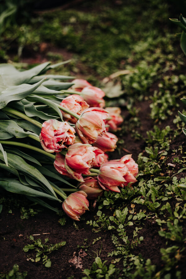 bedrijfsfotografie bio bloementeelt tulpen 10 lent slowflowers - biologische bloemen