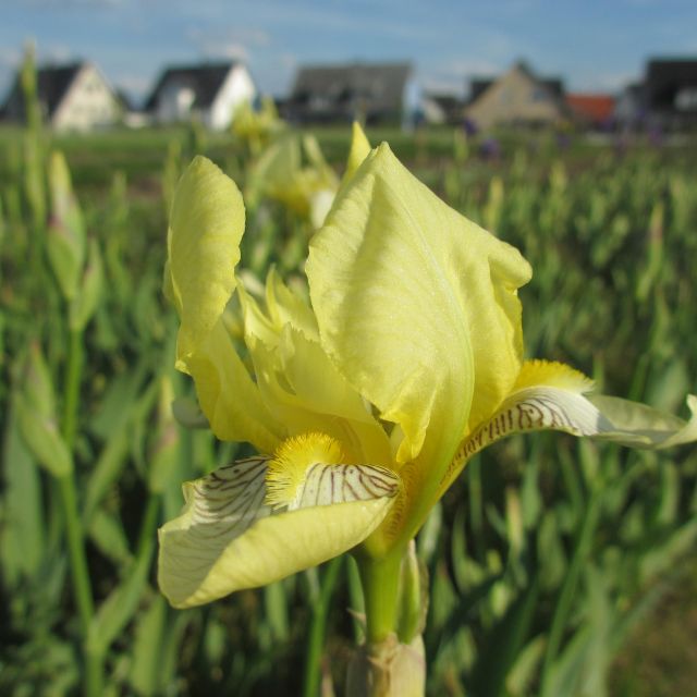 Baardiris mix - per 5 stuks - Afbeelding 2