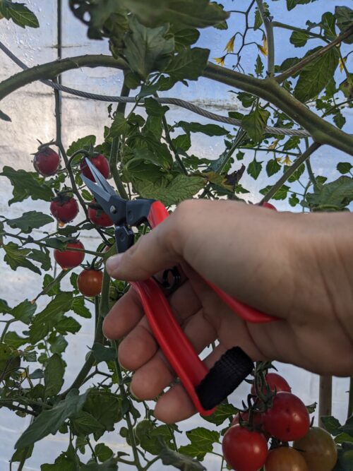 Niwaki tuinschaar - Afbeelding 3