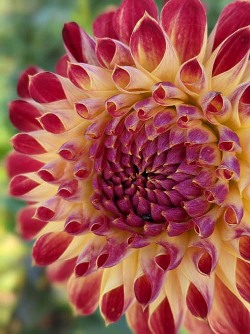Dahlia Jowey Mirella - BIO - Afbeelding 2