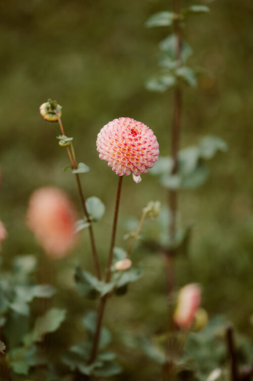 Dahlia Burlesca - BIO - Afbeelding 3