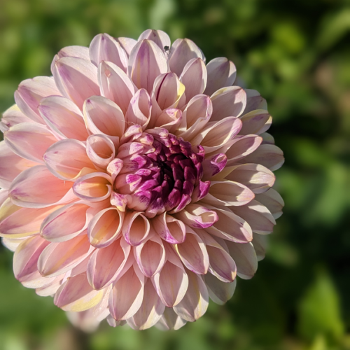 Dahlia Wine Eyed Jill - BIO