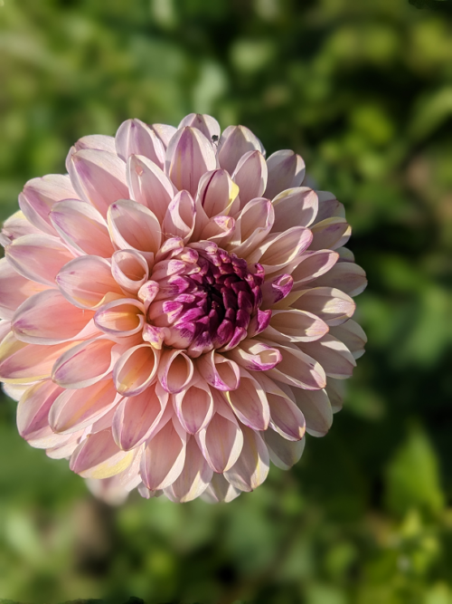 Dahlia Wine Eyed Jill - BIO